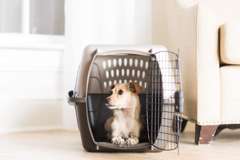 What are the benefits of house sitters and pet care takers?
