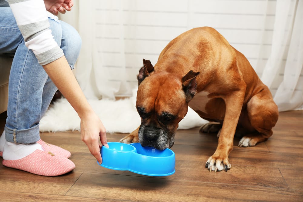 What Are The Things That Need To Be Taken Care Of When You Have A Pet?