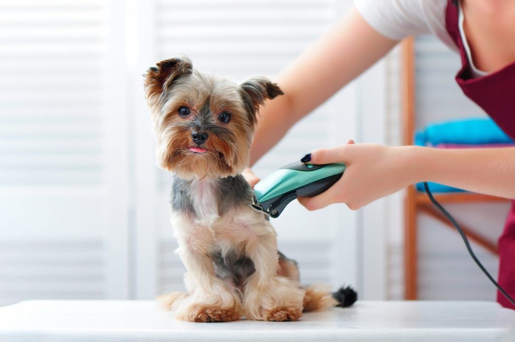 The Pet Health Care Solutions