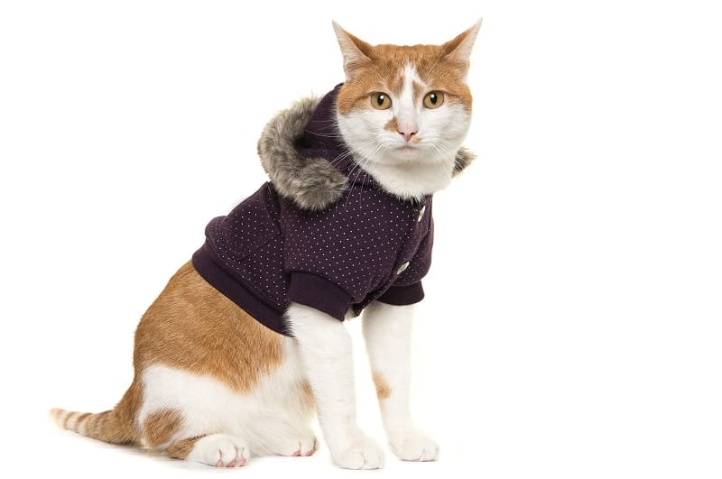 Cat Clothing is a Great Fashion Trend