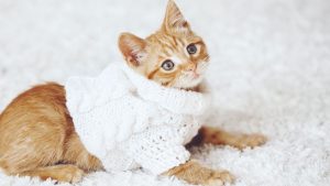 cat clothing boutiques