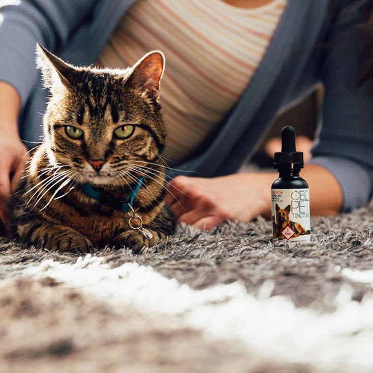 Cbd Oil For Cat Seizures: Is It A Good Treatment Option?