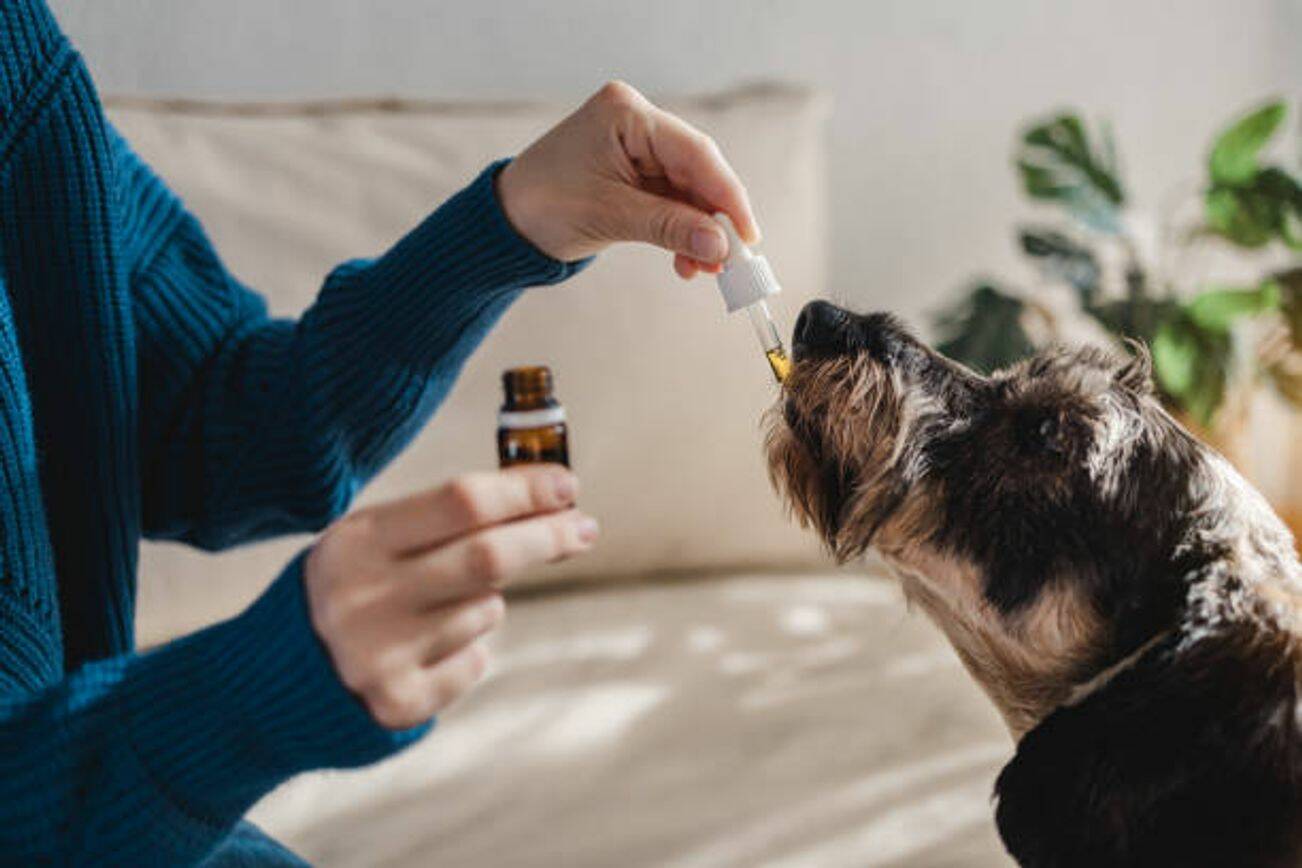 CBD For Dogs: The Only Guide You'll Ever Need
