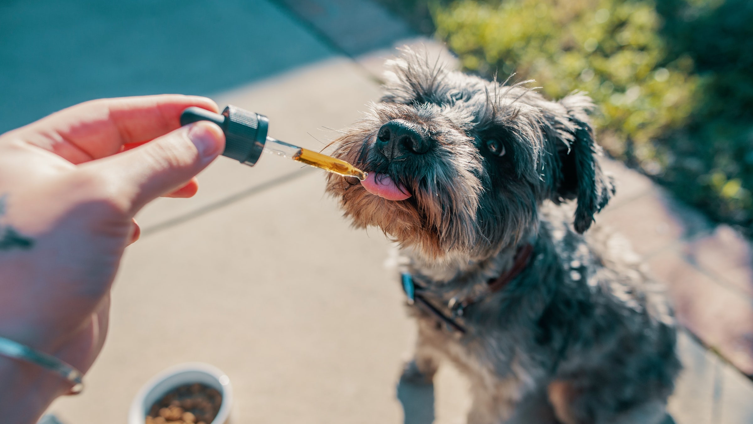 Cbd Oil To Relax Pets