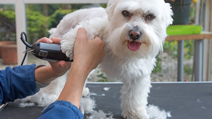 Mobile pet grooming Miami