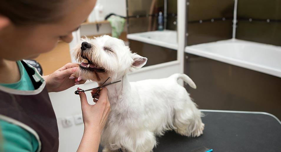 pet grooming Plantation FL