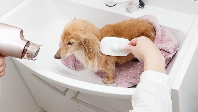 professional dog grooming services