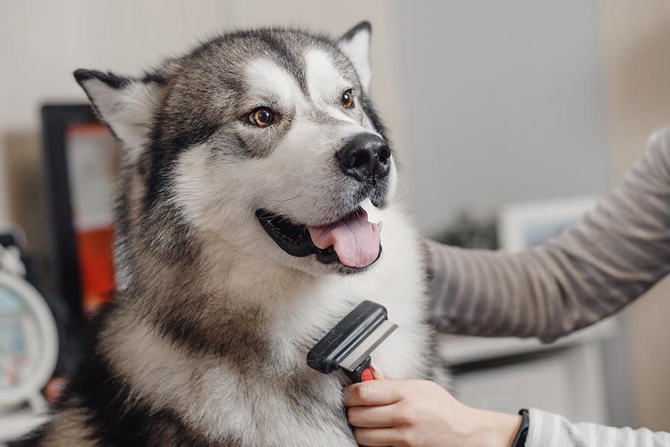 Dogi’s Mobile Grooming