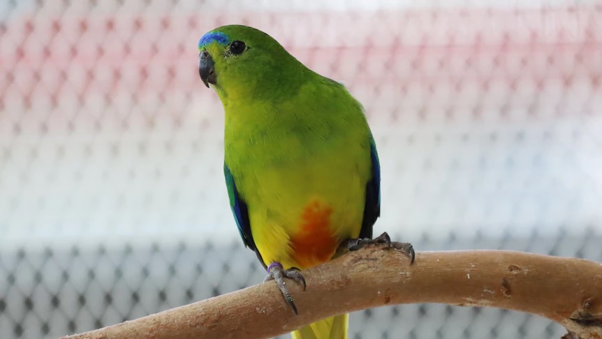 Want to know the varieties of parrots with red color