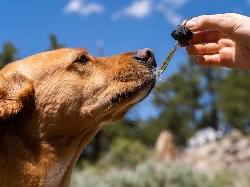 Cbd Oil For Dogs With Cancer: Is It Really Effective?