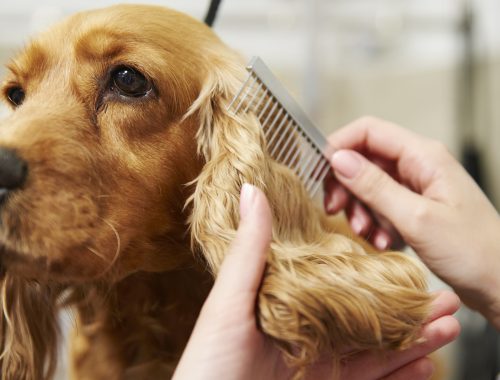 Mobile Grooming Appointment